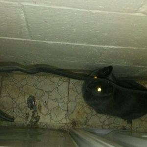 Meet your Posher, Paul